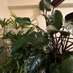 観葉植物　植物全般