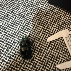 タランドゥス　ペアの画像