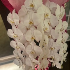 胡蝶蘭♡