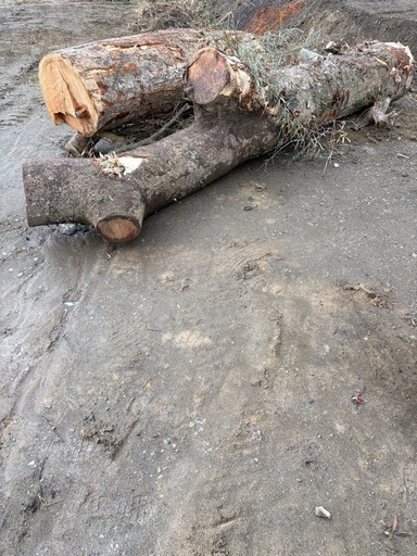 おそらく欅　原木