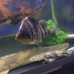 ダトニオの画像