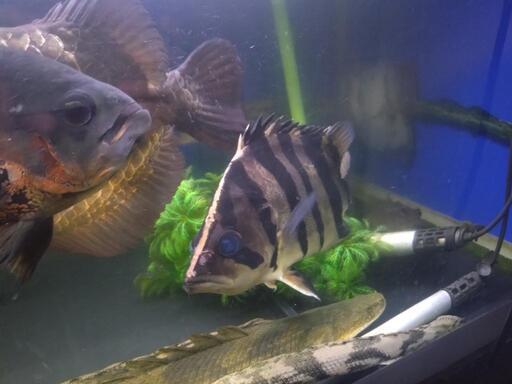 ダトニオ