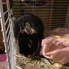 ウサギの里親になって下さい