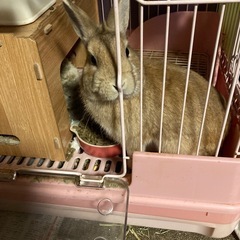 ウサギの里親になって下さい