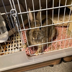 ウサギの里親になって下さい