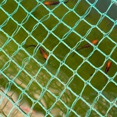 メダカ来光、紅薊、五式、ヒレナガミックス選外、未選別が混ざってる中からです。の画像