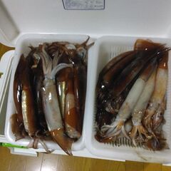 釣り仲間募集 - その他