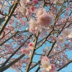 🌸心身の悩み 不安 生活苦 人間関係 等 無料相談を受け付けます...