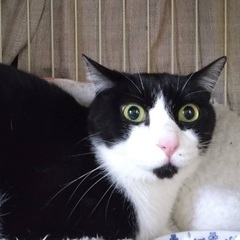 【お話し中】⭐️上級者むけ猫テン♂美形ハチワレ⭐️人馴れ修行中