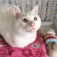 4/6日曜日　譲渡会in川崎市動物愛護センター　子猫から大人猫まで