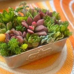 多肉植物寄せ植えブリキ