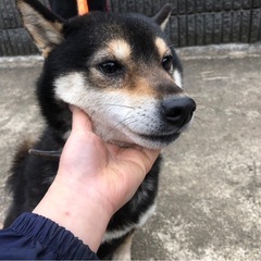 ★ 元気な柴犬の女の子　★