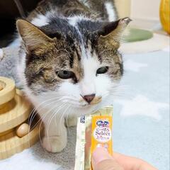まだ若いメス猫ちゃん🐱🌸
