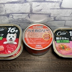 シーザー　高齢犬