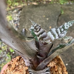 クリプタンサス絶対零度？子株 観葉植物