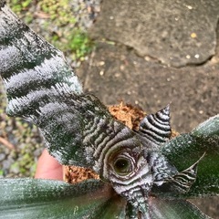 クリプタンサス絶対零度？子株 観葉植物の画像