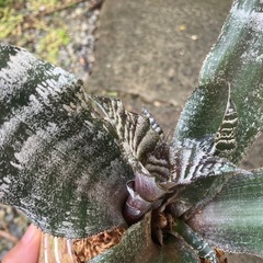 クリプタンサス絶対零度？子株 観葉植物の画像