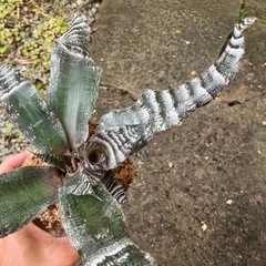 クリプタンサス絶対零度？子株 観葉植物の画像