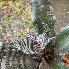 クリプタンサス絶対零度？子株 観葉植物の画像