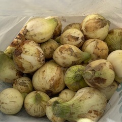 佐賀県の玉ねぎの中古が安い!激安で譲ります・無料であげます 佐賀県の玉ねぎの中古が安い!激安で譲ります・無料であげます