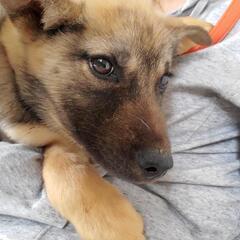 💖約３ヶ月の野犬の男の子👟♂里親募集💖 - 和歌山市