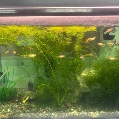 グッピー　稚魚譲渡会　可愛い稚魚が誕生しました！