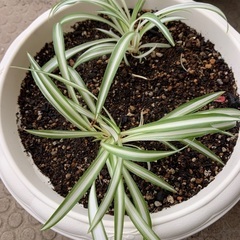 素焼きの植木鉢(直径約38センチ、高さ15センチ) ご希望あればおまけ付きの画像