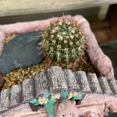 素焼きの植木鉢(直径約38センチ、高さ15センチ) ご希望あればおまけ付きの画像