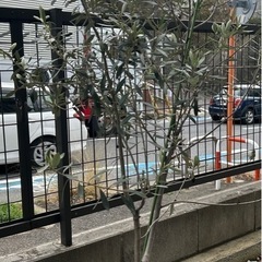 オリーブ③ 高さ150センチ