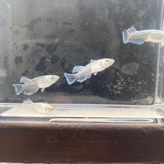 エメキンメダカの画像