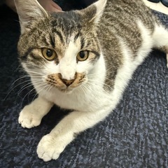 野良猫家族にしてくれる方