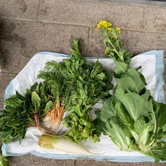 収穫したて❤️農家規格外の野菜セット