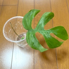 ヒメモンステラ　ミント　筋斑入り？　1