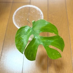 ヒメモンステラ　ミント　筋斑入り？　2