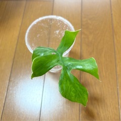 ヒメモンステラ　ミント　筋斑入り？　3