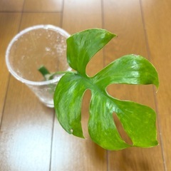 ヒメモンステラ　ミント　筋斑入り？　4