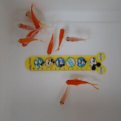 コメット１０匹