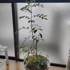 シルクジャスミン　ゲッキツ（月橘）　観葉植物　