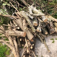 伐採木欲しい方は今から配達しますよ！の画像