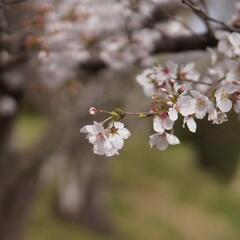 電動や原付でのんびり - 高知市