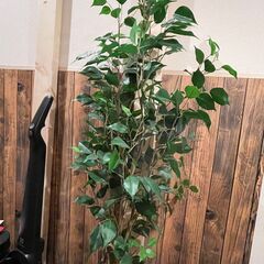 【現地受け渡し！】フェイクグリーンを譲ります