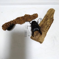 アマミヒラタクワガタ　ペア①