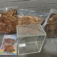 ベタ用水槽とマジックリーフ