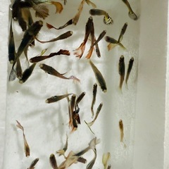 グッピー熱帯魚の画像