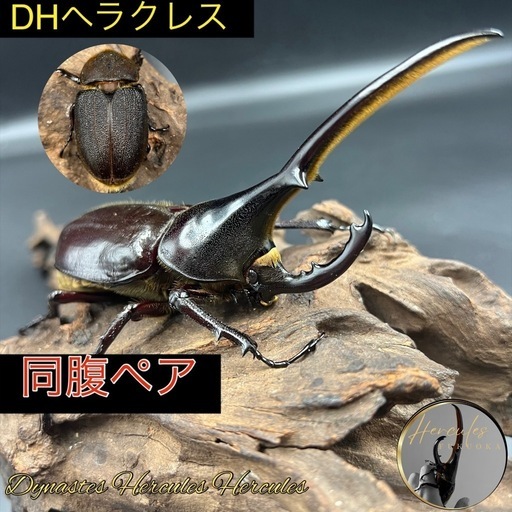 【同腹ペア】新成虫 DHヘラクレス♂121mm♀62mm※送料事前連絡にて変更可 ※直接受け渡しに変更可