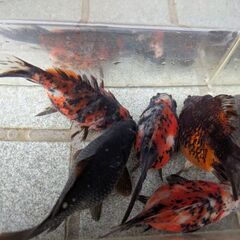 金魚　キャリコ玉サバの画像