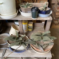 【取引終了】多肉植物　鉢ごとOK