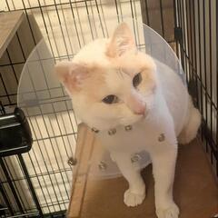 【保護猫シェルター】GW中のボランティアさん募集！