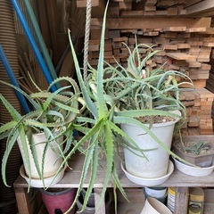 【取引終了】多肉植物　鉢ごとOK