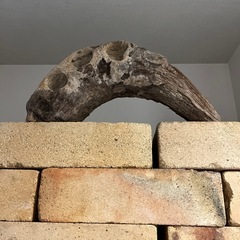 王蟲の変異体の画像